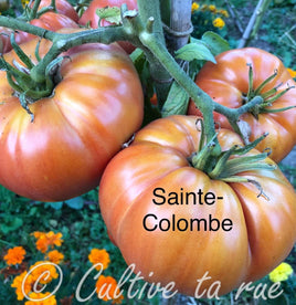 Sainte-Colombe