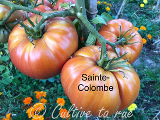 Sainte-Colombe