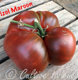 Marizol Maroon