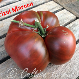 Marizol Maroon