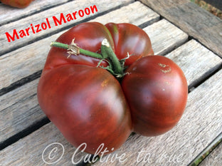 Marizol Maroon