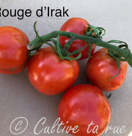 Rouge d’Irak