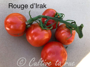 Rouge d’Irak