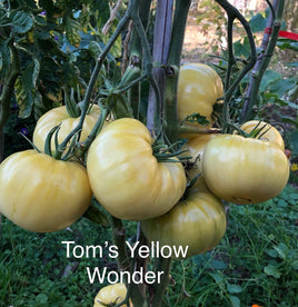 Tom's Yellow Wonder