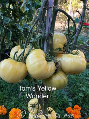 Tom's Yellow Wonder