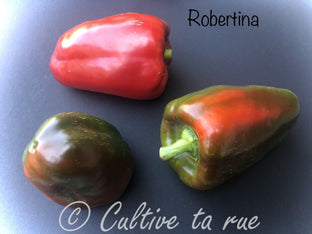 Robertina