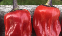 Scarlett's variegated chili