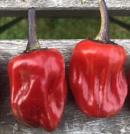 Scarlett's variegated chili