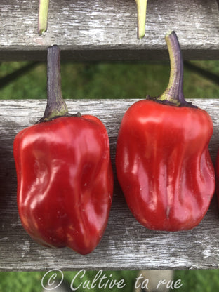 Scarlett's variegated chili