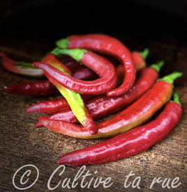 Piment piquant d’Algérie