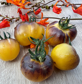 Great white blue cerise