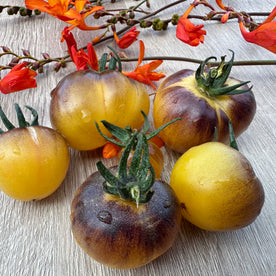 Great white blue cerise