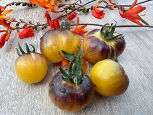 Great white blue cerise