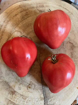 Cuore di Bue Cavallino Treporti