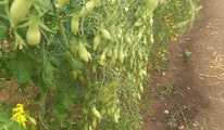 Dancing green fingers