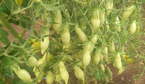 Dancing green fingers