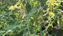 Variegated splash of cream