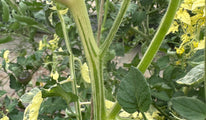 Variegated splash of cream