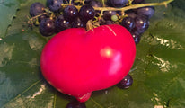 Dwarf scarlet heart