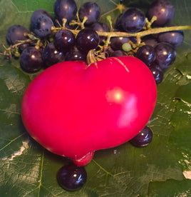 Dwarf scarlet heart