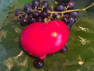 Dwarf scarlet heart