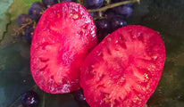 Dwarf scarlet heart