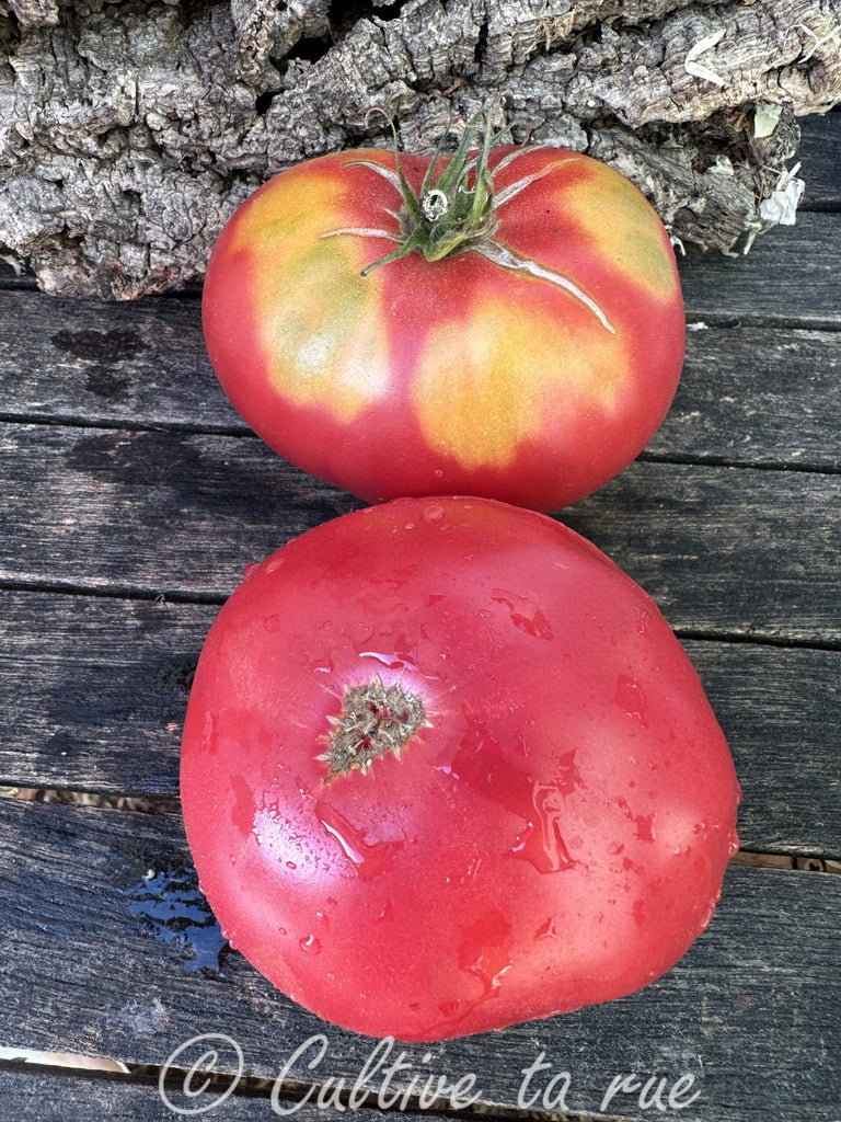 chianti rose tomato seeds Chianti rose – Cultive ta rue