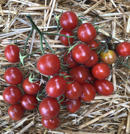 Holden's red cherry