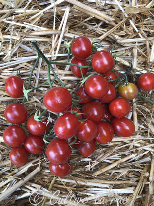 Holden's Red Cherry