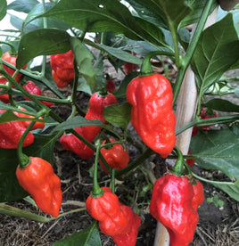 Trinidad Scorpion Sunrise