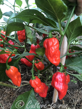 Trinidad Scorpion Sunrise