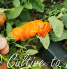 Orange Peter Pepper ou Piment pénis orange