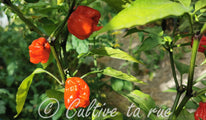 Carolina Reaper