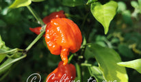 Carolina Reaper