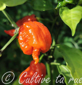 Carolina Reaper