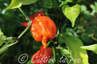 Carolina Reaper