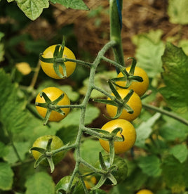 Gnoccia di Limone