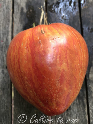 Coeur Rose de Pessac Strié