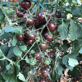 Cerise Noire du Layon