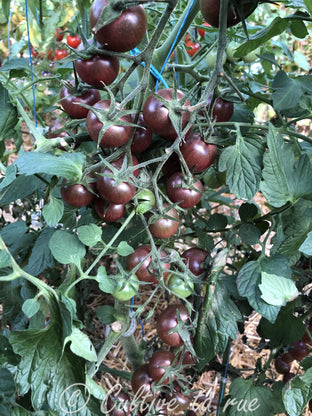 Cerise Noire du Layon