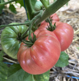 Lenny and Gracie's Kentucky Heirloom Pink