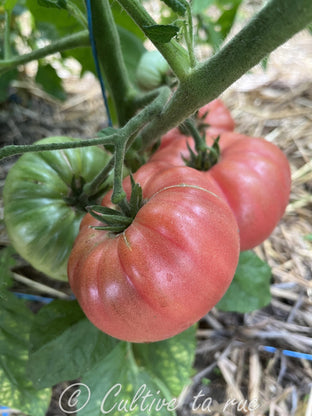 Lenny and Gracie's kentucky Heirloom Pink