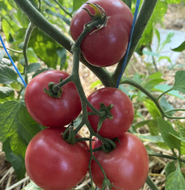 Missouri Pink Love Apple