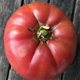 Eastham Pink Heirloom