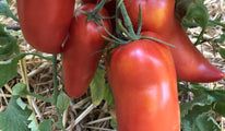 San Marzano Redorta