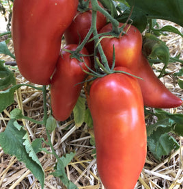 San Marzano Redorta