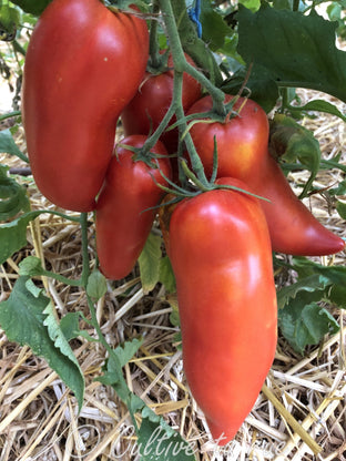 San Marzano Redorta