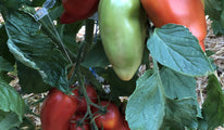 San Marzano Redorta 2