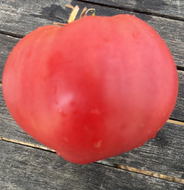 Coeur de boeuf rose