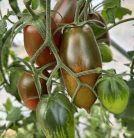 Acorn Branch